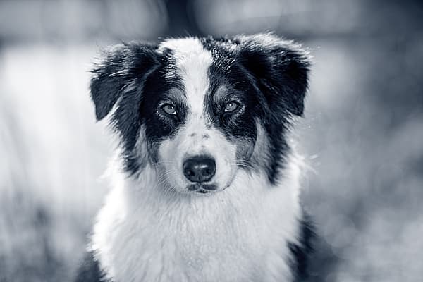 Een zwart-witte hond.