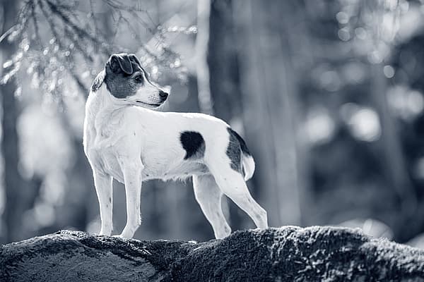 Hond kijkt over schouder
