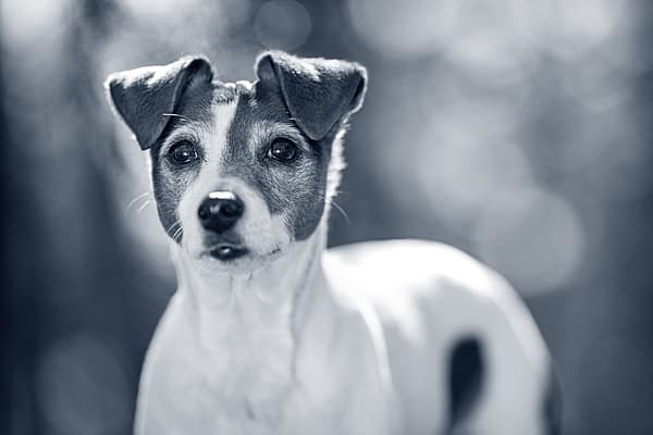 Een hond die de camera bekijkt.