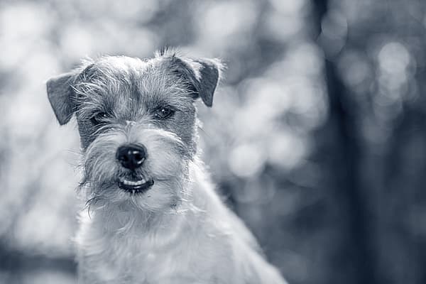 Klein schattig hondje
