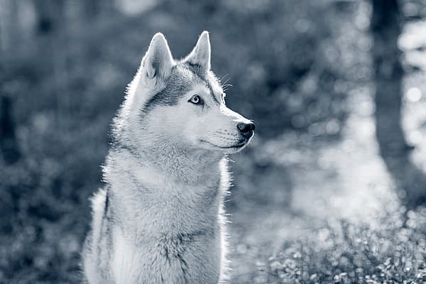 Een hond die in het gras zit.