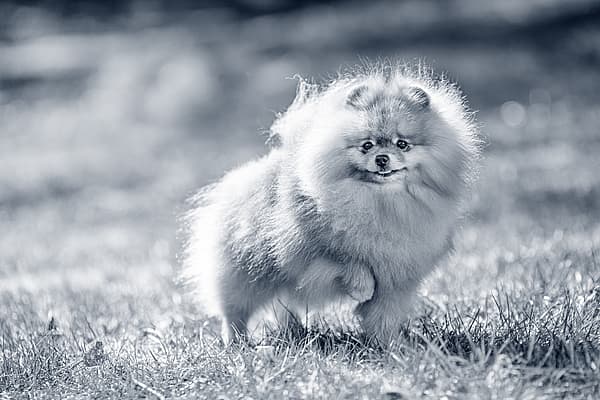 Kleine hond in het gras