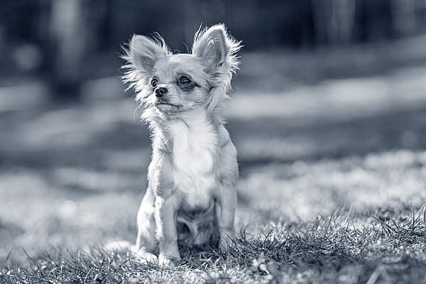 Een kleine hond die in gras zit.