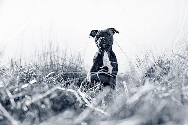 Een hond die in lang gras zit.