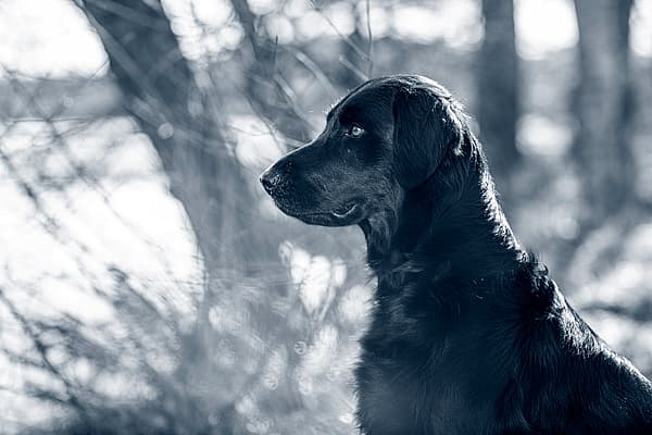 Een zwarte hond die in het bos zit.