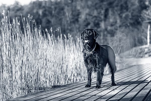 Hond staat op steiger