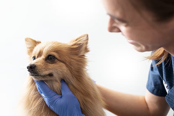 Dierenarts onderzoekt klein hondje