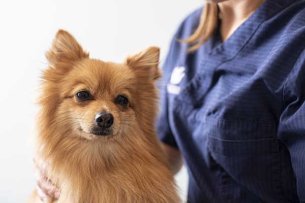 Een hond die door een persoon wordt geaaid.