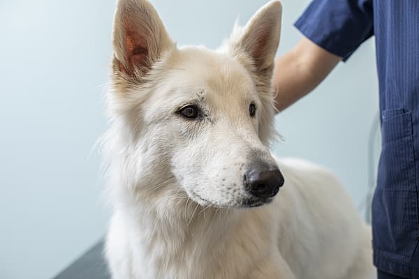 Een witte hond met zwarte neus en oren.