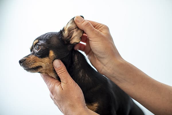 Een persoon die een hond vasthoudt.