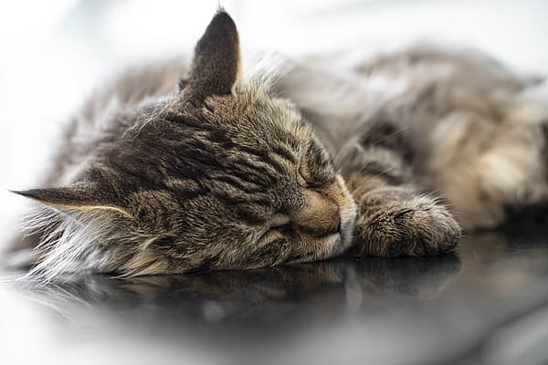 Een kat die op een tafel slaapt.