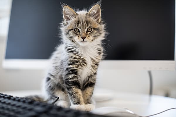 Kat staat op een bureau