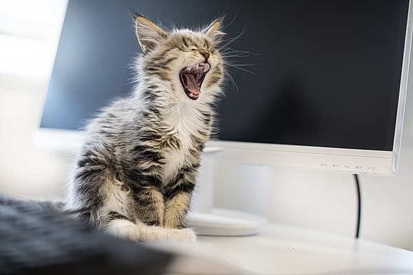 Kitten miauwt
