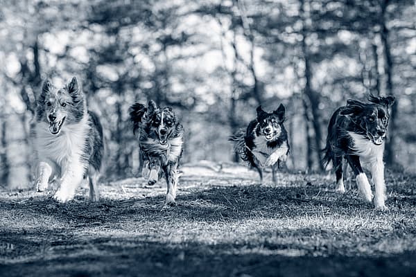 Groep honden lopen in het bos