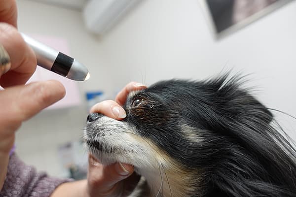 Oogcontrole hond