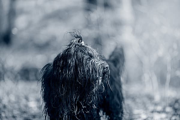 Een natte hond met een paardenstaart.