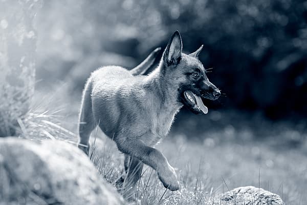 Een hond die in het gras loopt.
