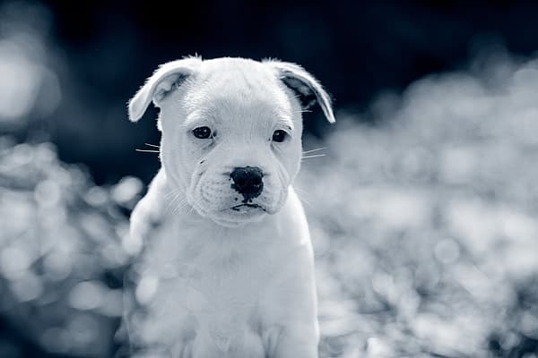 Een witte puppy die in het gras zit.