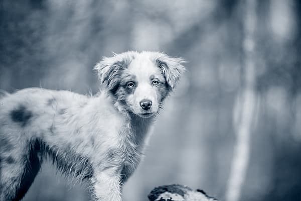 Een hond die zich op een boomstam bevindt.