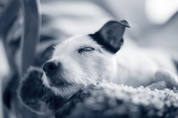 Een hond liggend op een deken.