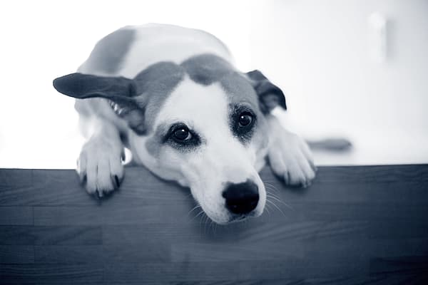 Een hond met zijn hoofd op een houten oppervlak.