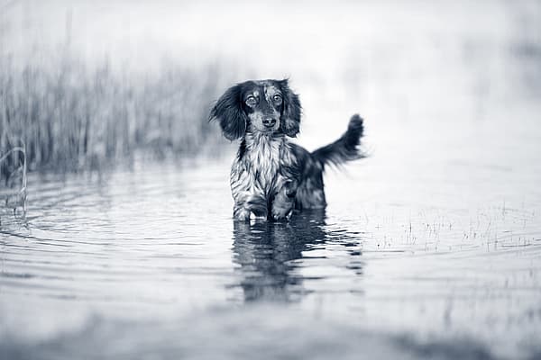 Hond in het water