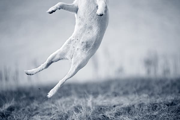 Hond springt in de lucht