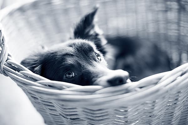 Hond ligt relaxed in een mandje