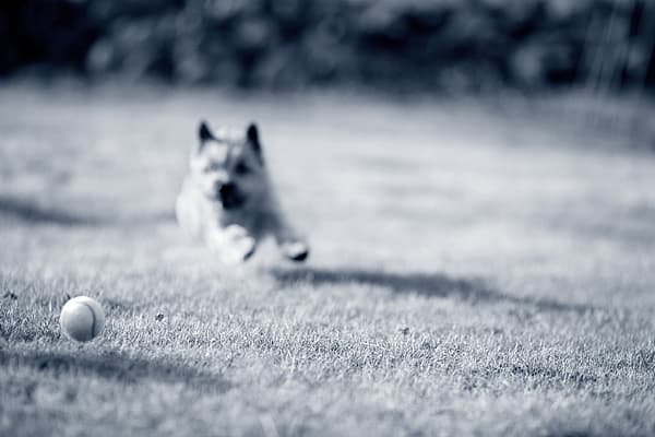 Een hond die in het gras rent.
