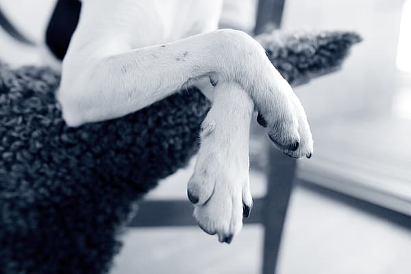 Poten van een hond