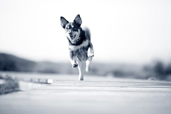 Hond is aan het lopen