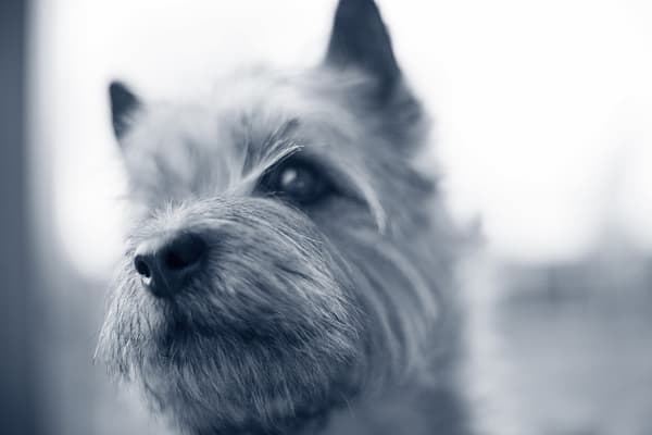 Een close-up van een hond.