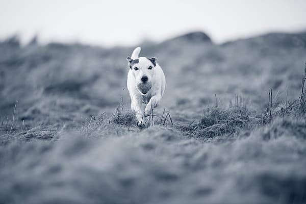 Hond loopt