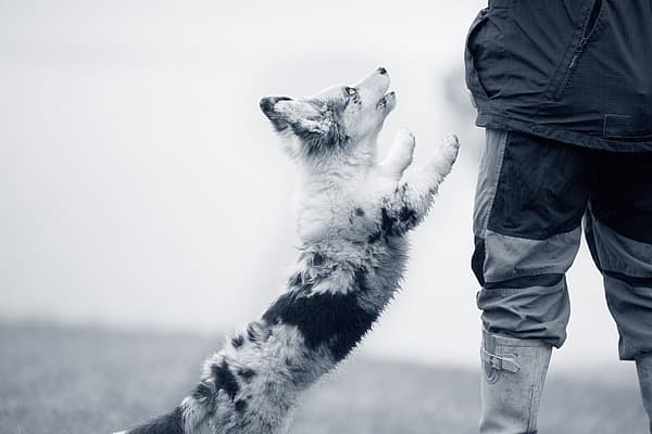 Jumping puppy