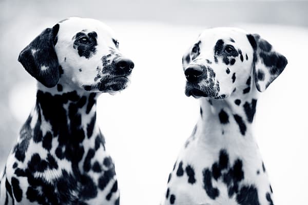 Dalmatiërs