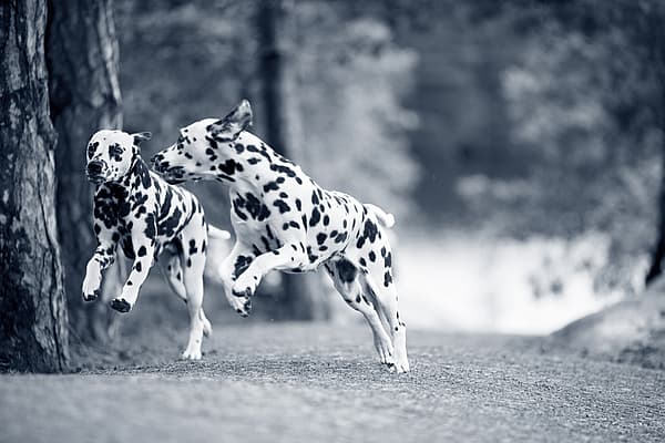 2 honden lopen in het bos