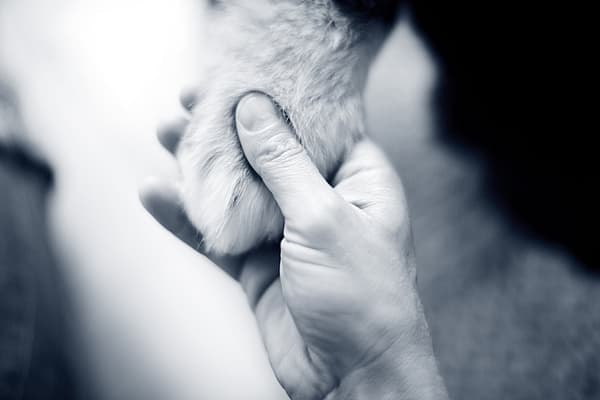 Pootje in hand