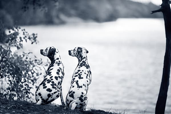 Twee honden zitten nabij een meer