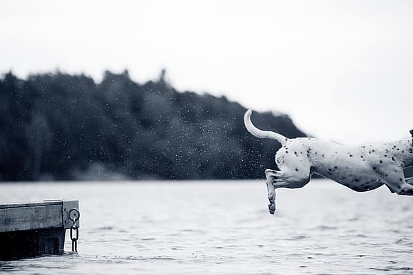 Hond springt in het water