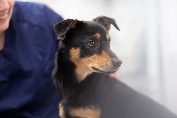 Een hond die voor een persoon zit.