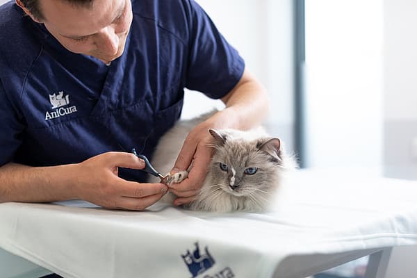 Een persoon die de nagels van een kat knipt.