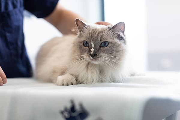 Een kat liggend op een tafel.