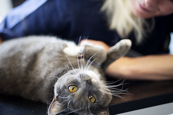 Een kat die op zijn rug ligt.