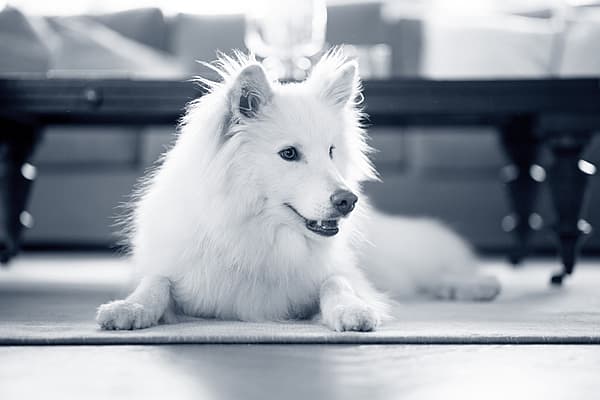 Een witte hond die op de vloer ligt.