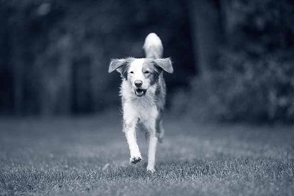 Een hond die op gras loopt.