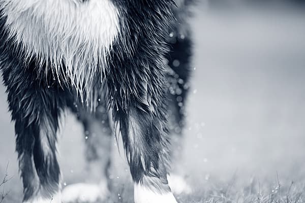 Natte vacht hond