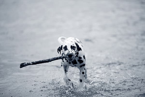 Een hond die door het water rent met een stok in zijn bek.