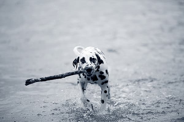 Een hond die door het water rent met een stok in zijn bek.