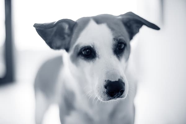 Een close-up van een hond.