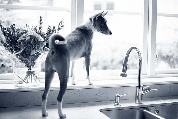 Hond staat op de keukentafel